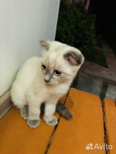 Котенок в дар бесплатно