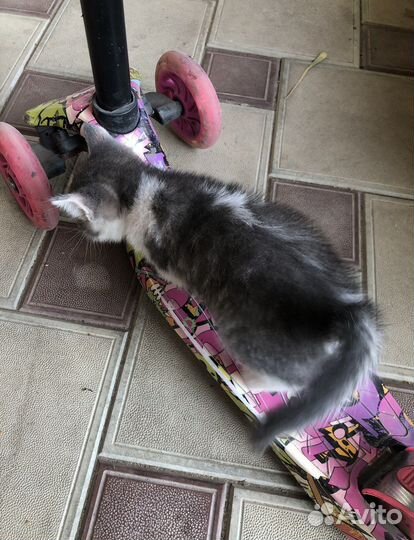 Котята от кошки мышеловки. Бесплатно