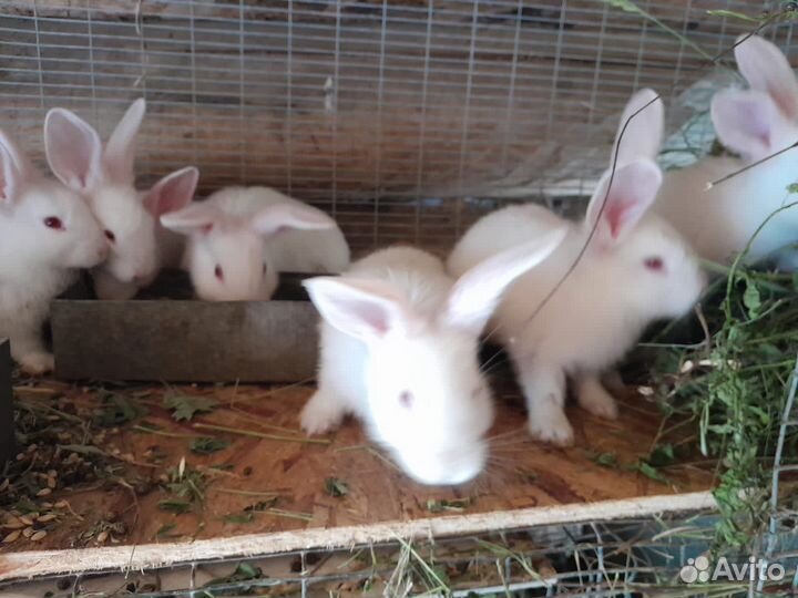 Крольчата