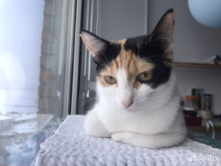 Кошечка 6 месяцев Марла