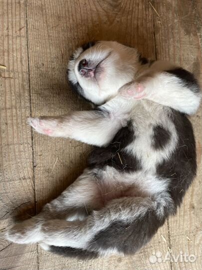 Щенки сибирской хаски