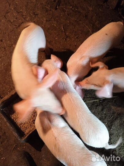 Поросята