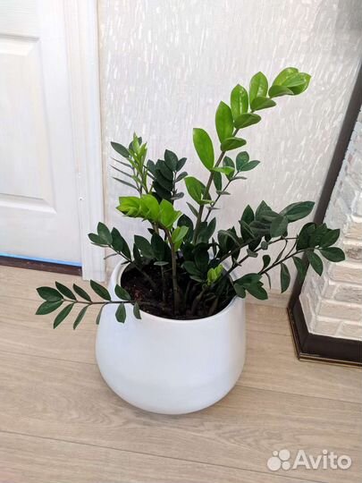 Замиокулькас.Фикус Грин дрим. Спатифиллум