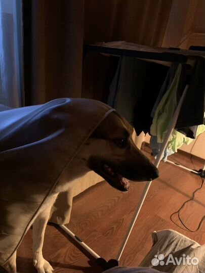 Собака-компаньон, от хозяина