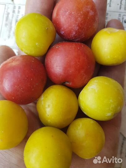 Саженцы Сливы сладкая крупная