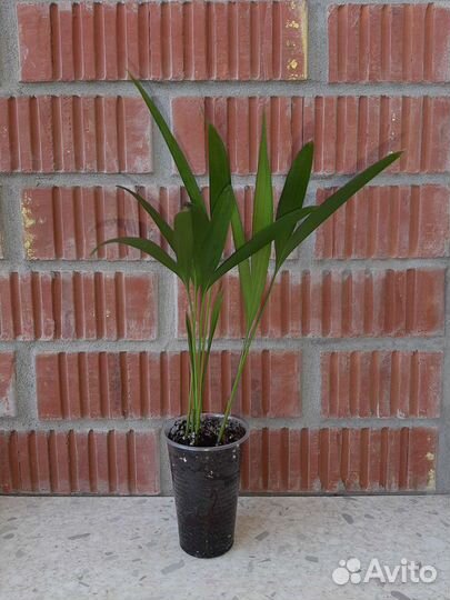 Комнатные растения цветы