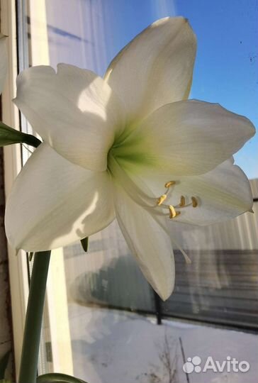 Гиппиаструм