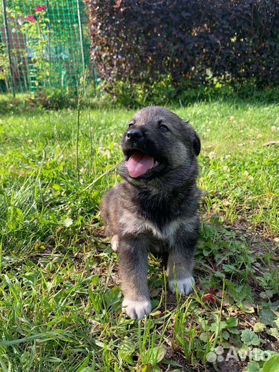 Щенки в добрые руки