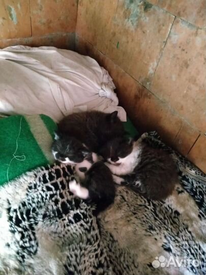 Котята в добрые руки