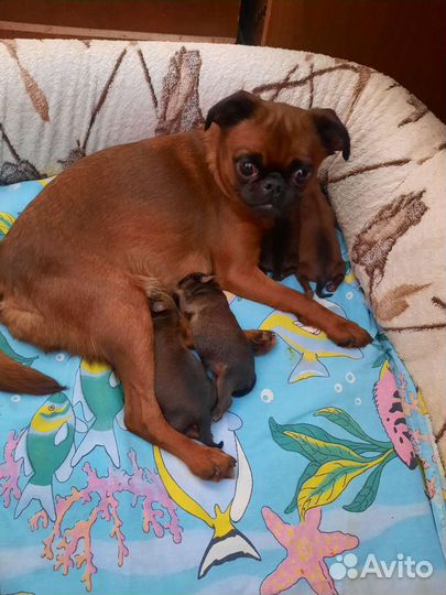 Пти брабансон