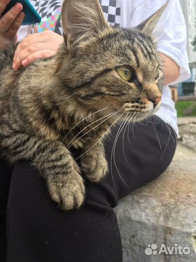 Кошка(ж.р) дворняга ищет нового хозяина