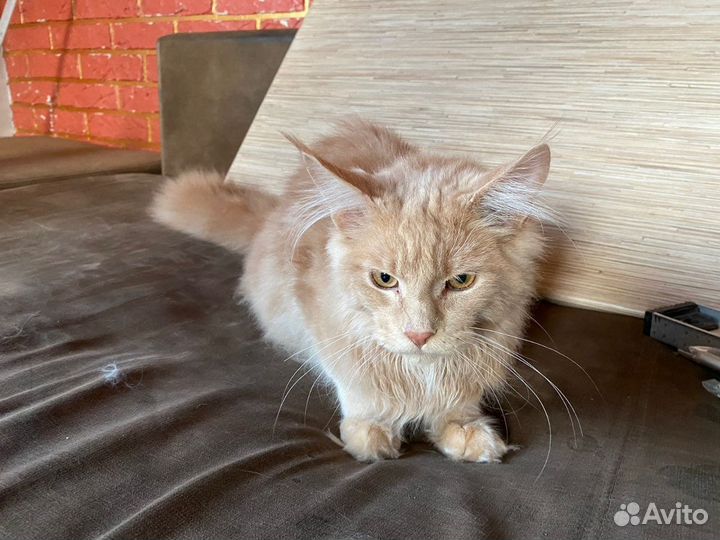 Кот Мейн-Кун