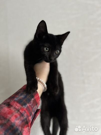 Котенок