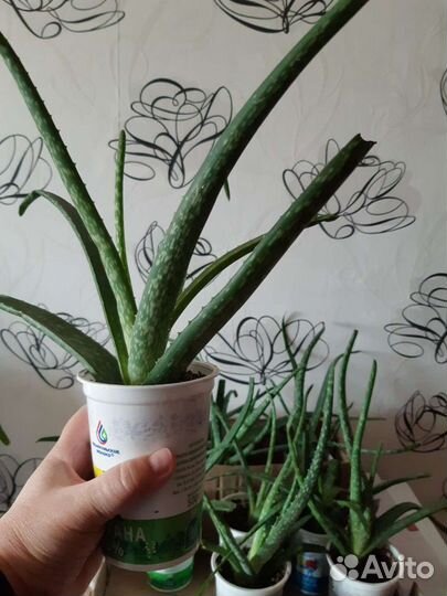 Алоэ вера и простой Алоэ -растения