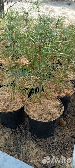 Кедр корейский