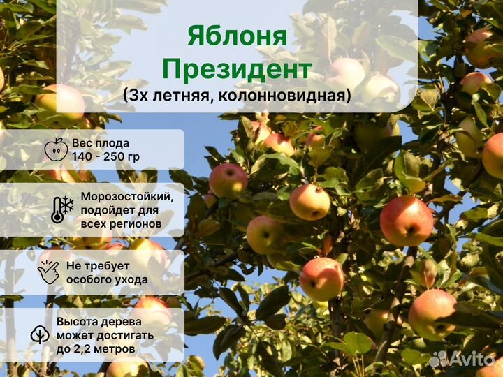 Яблоня колоновидная Президент 3х летняя