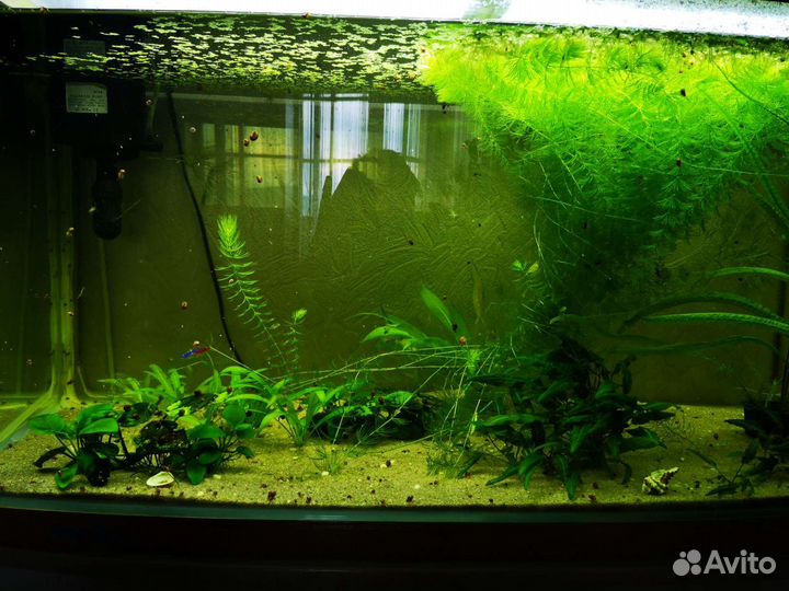 Аквариум
