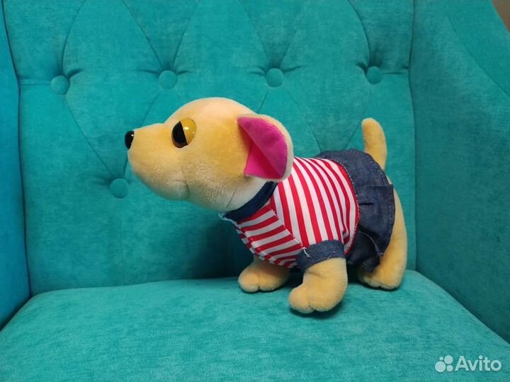 Собака чичилав