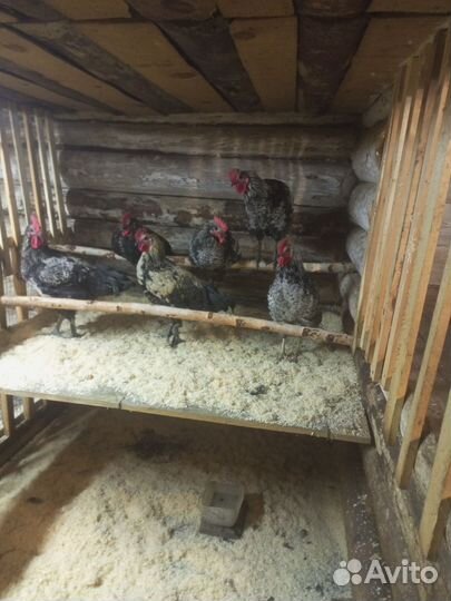 Молодые петухи