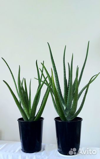 Алоэ вера, столетник амазонская лилия спатифиллиум