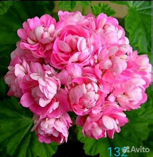 Пеларгония