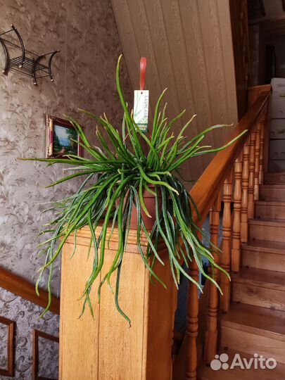 Рипсалис werckleii