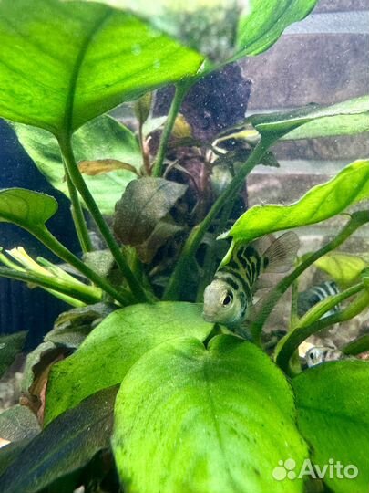 Рыбка сапфировый попугай