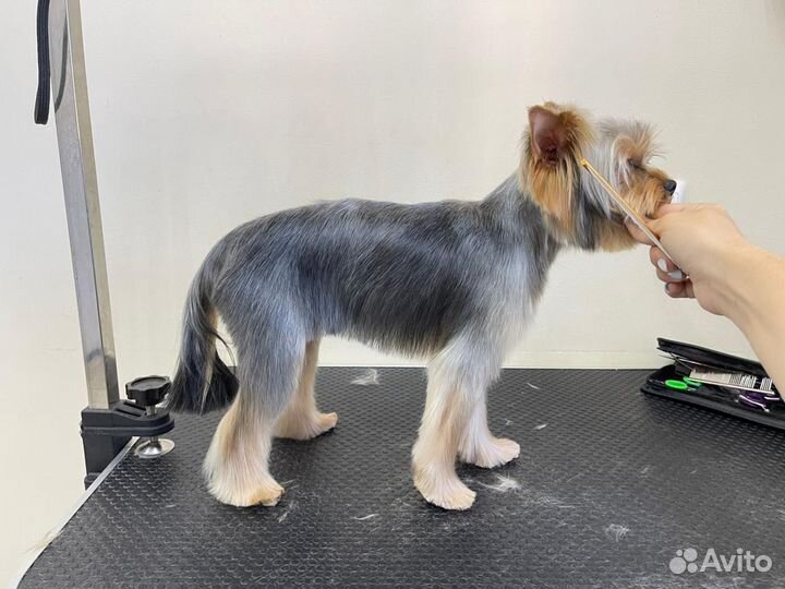 Зоосалон. Груминг. Стрижка собак и кошек