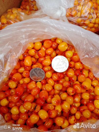 Клюква Черника брусника облепиха