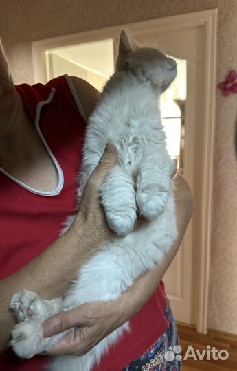 Ласковый котик в добрые руки