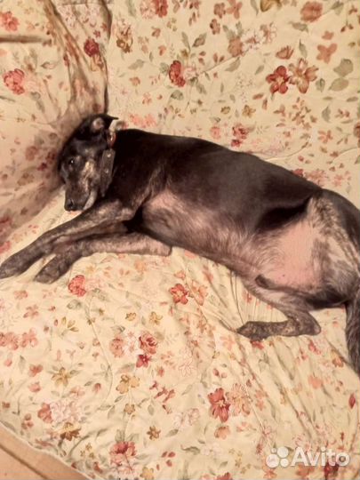 Собака Кузя