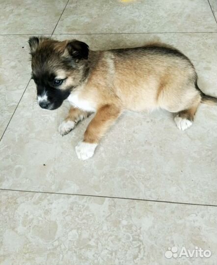 Щенки в добрые руки