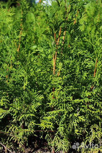 Туя Колумна на изгородь