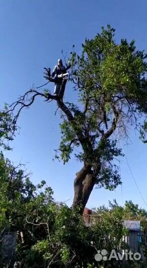 Арборист. Спил аварийных деревьев с вывозом