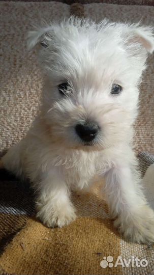 Вест хайленд уайт терьер