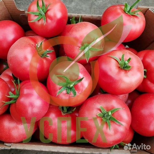 Семена томата Мей Шуай F1