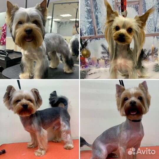 Груминг, стрижка собак и кошек