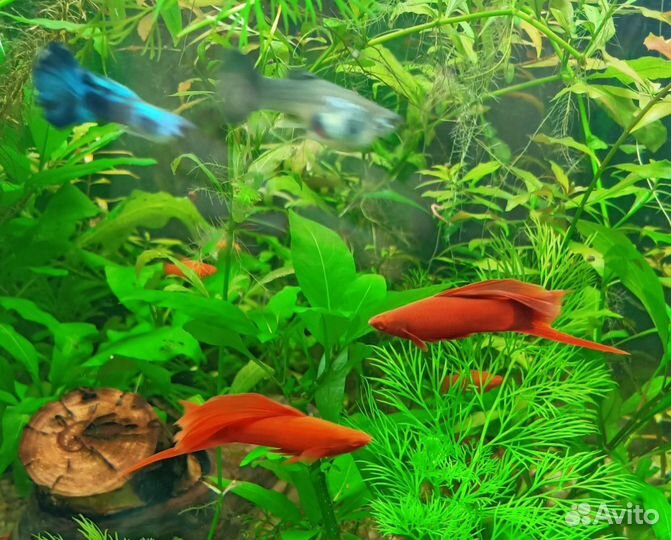 Рыбки-гуппи, Рубины-меченосцы, креветки и растения