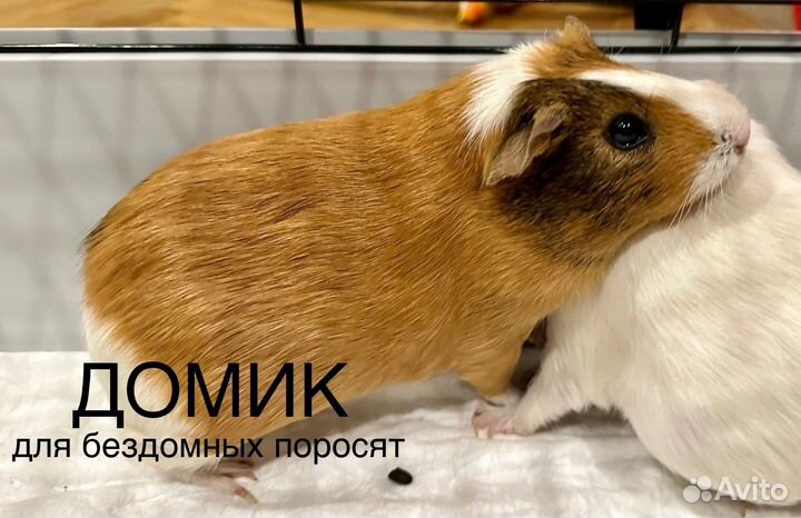 Морские свинки в добрые руки