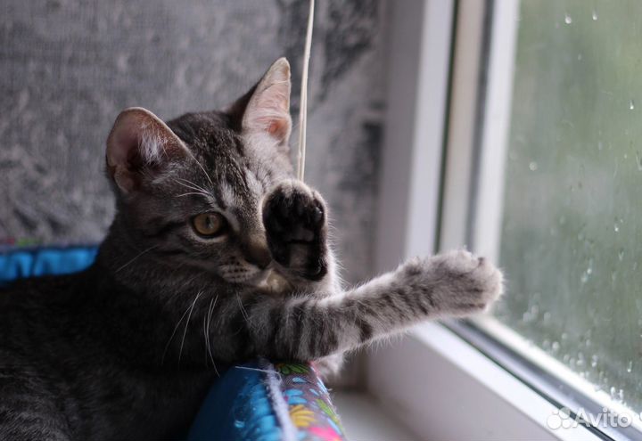 Малышка в добрые руки