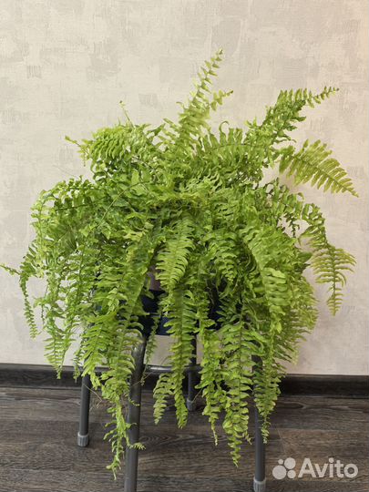 Нефролепис Тигр