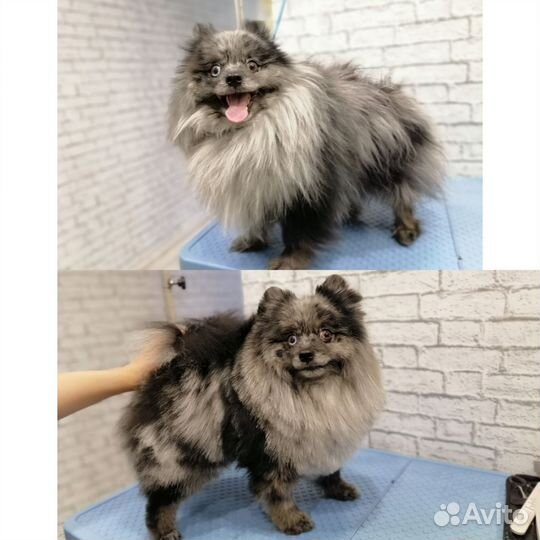 Груминг собак и кошек