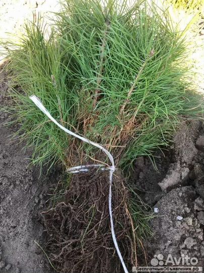 Сеянцы сосны обыкновенной