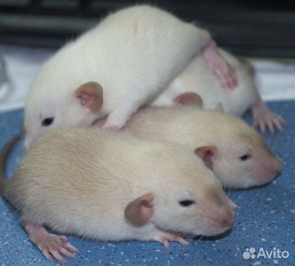 Сиамские краски дамбо