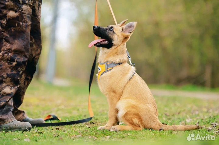 Бельгийская овчарка щенок из приюта бесплатно