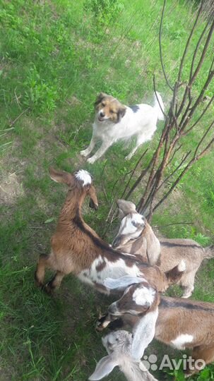 Продам козлят., порода нубийцы/шами