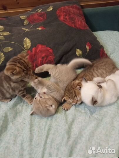 Шотландские котята