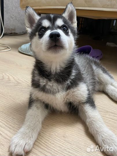 Щенки хаски