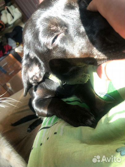 Собака в добрые руки