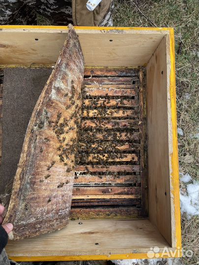 Пчелосемьи/пчеломатки/пчелопакеты
